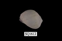 藏品(紫口珊瑚螺)的圖片